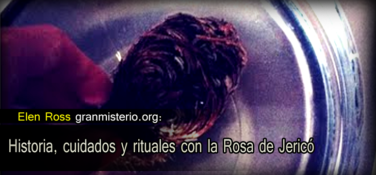 rosa_jerico