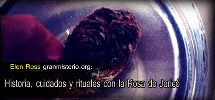 rosa_jerico