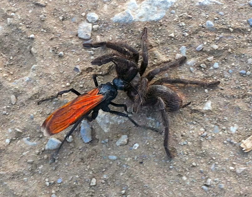 https://granmisterio.org/wp-content/uploads/2017/08/1cbcc-avispa-caza-tarantulas-cazando.jpg