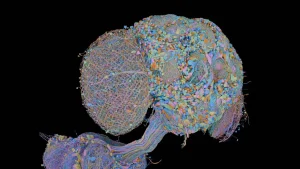 Clonan el cerebro de una mosca: de las conexiones neuronales a DOOM