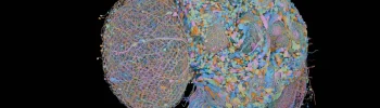 Clonar cerebro mosca: ilustración de una mosca de la fruta junto a su conectoma